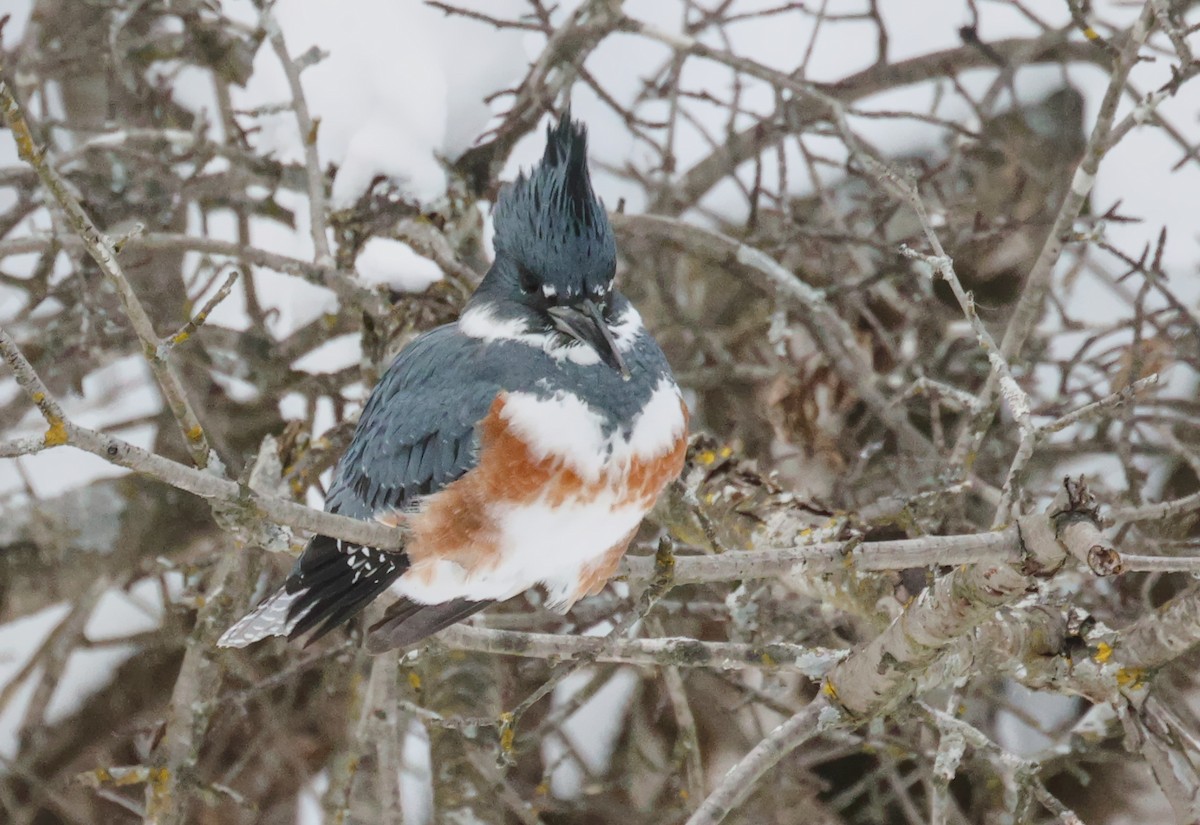 Martín Gigante Norteamericano - ML646614447
