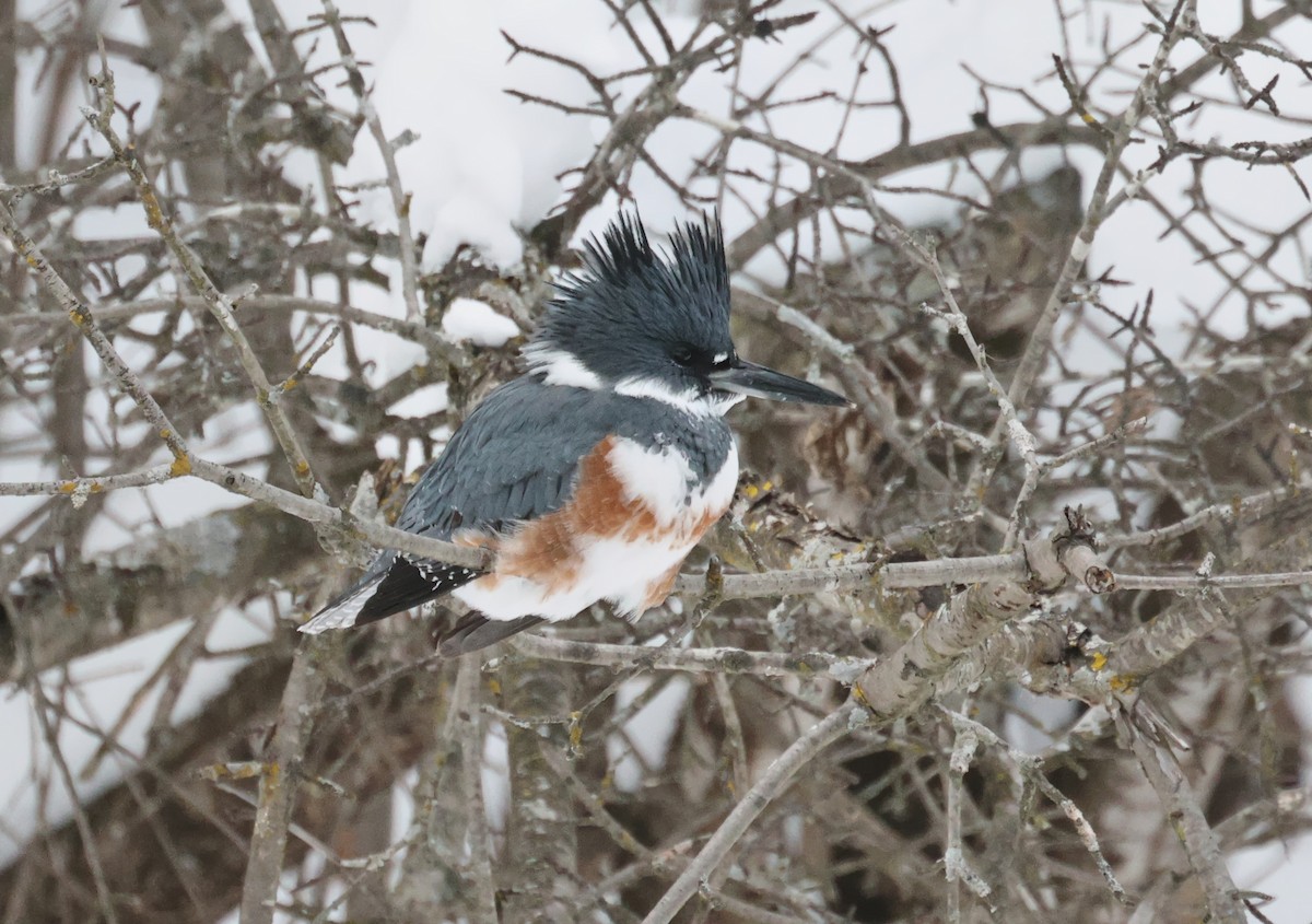 Martín Gigante Norteamericano - ML646614448