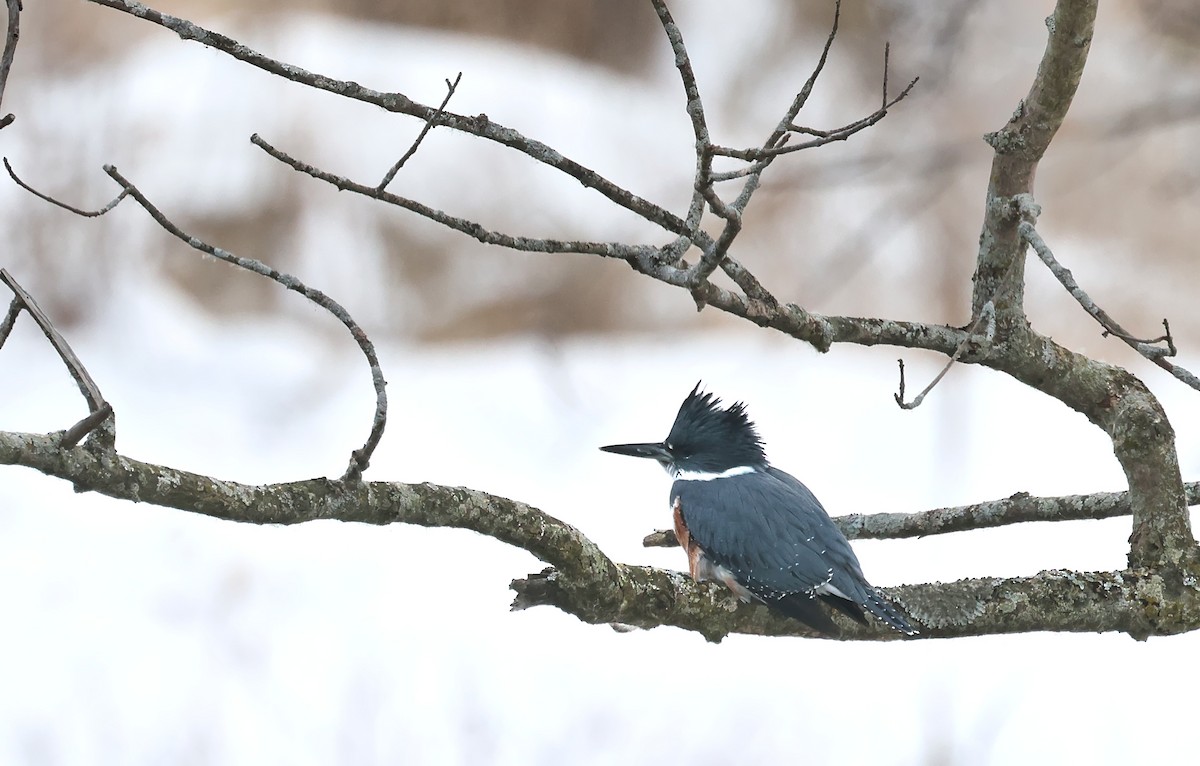 Martín Gigante Norteamericano - ML646614451