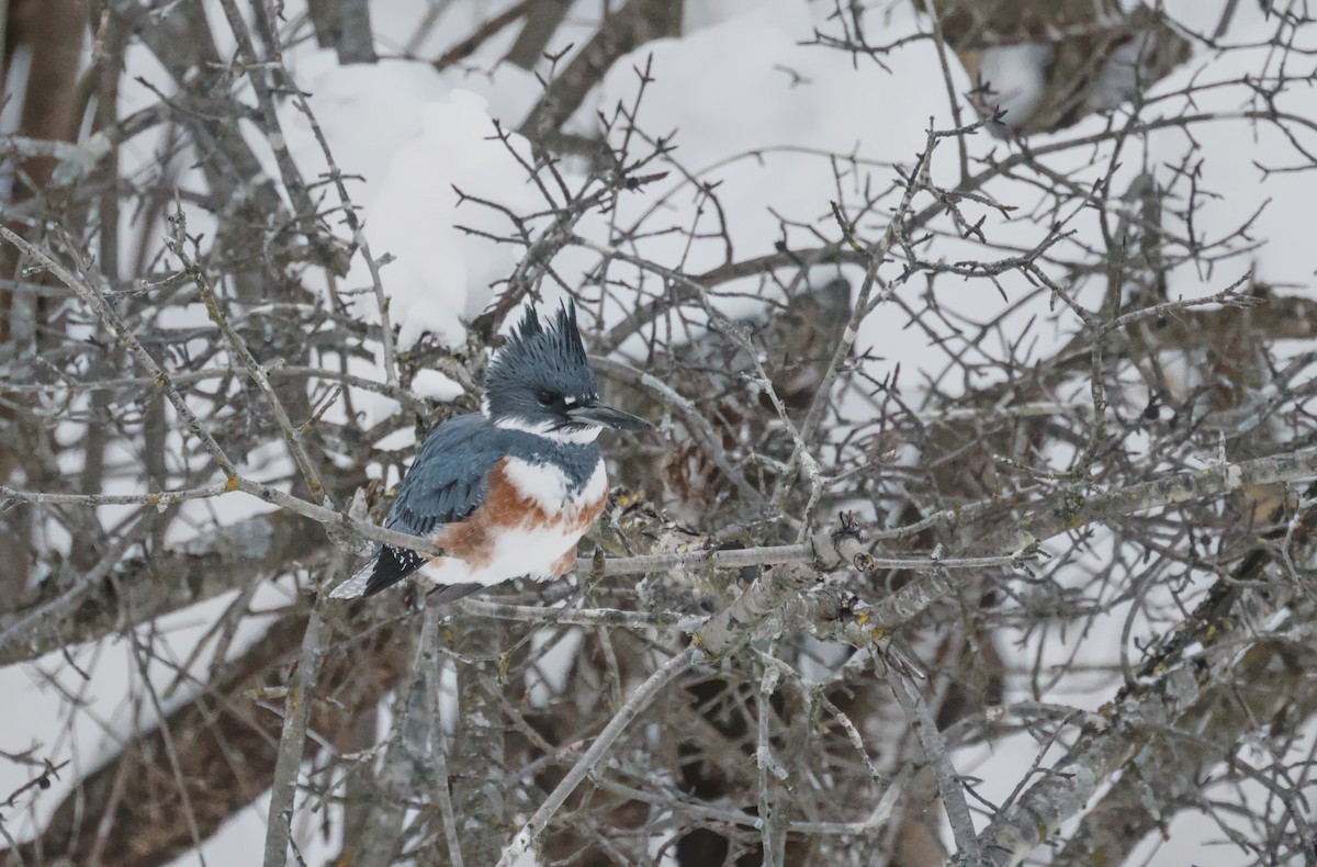 Martín Gigante Norteamericano - ML646614452