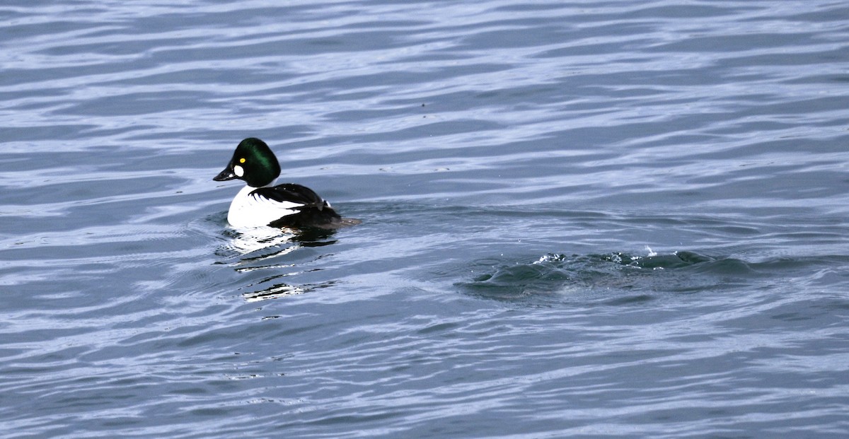 Schellente - ML646614453