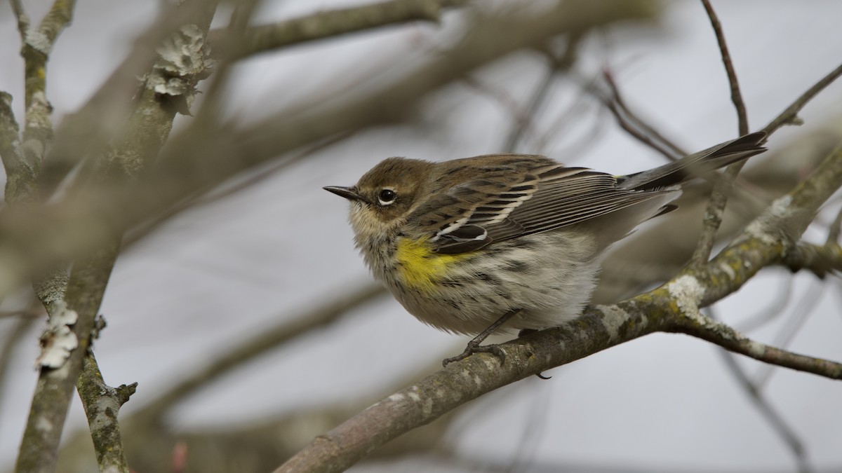 Taçlı Ötleğen - ML646614454