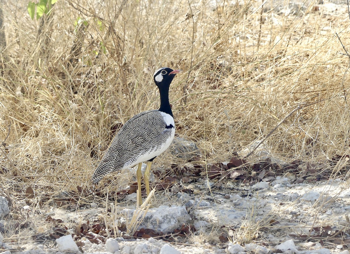 White-quilled Bustard - ML646614456