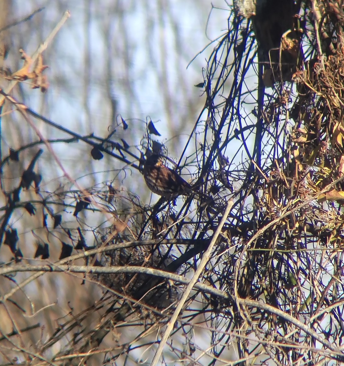 Passerella variabile (iliaca/zaboria) - ML646614460