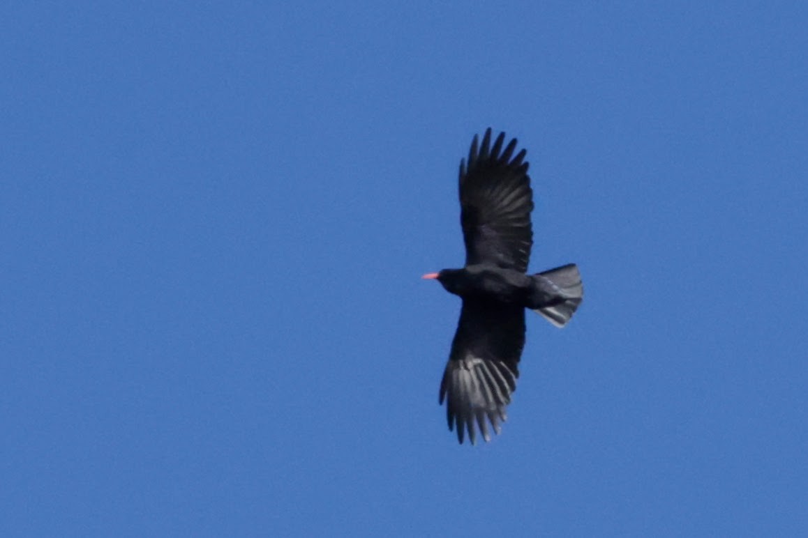 Gracchio corallino - ML646614461