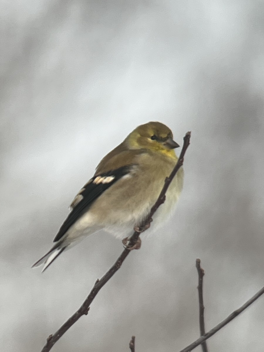 Altın İskete - ML646614464