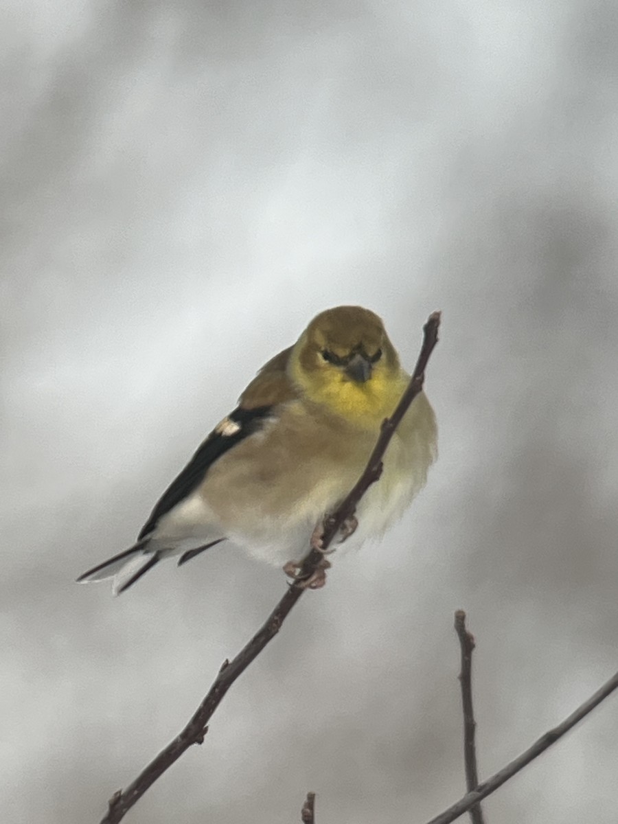 Altın İskete - ML646614465