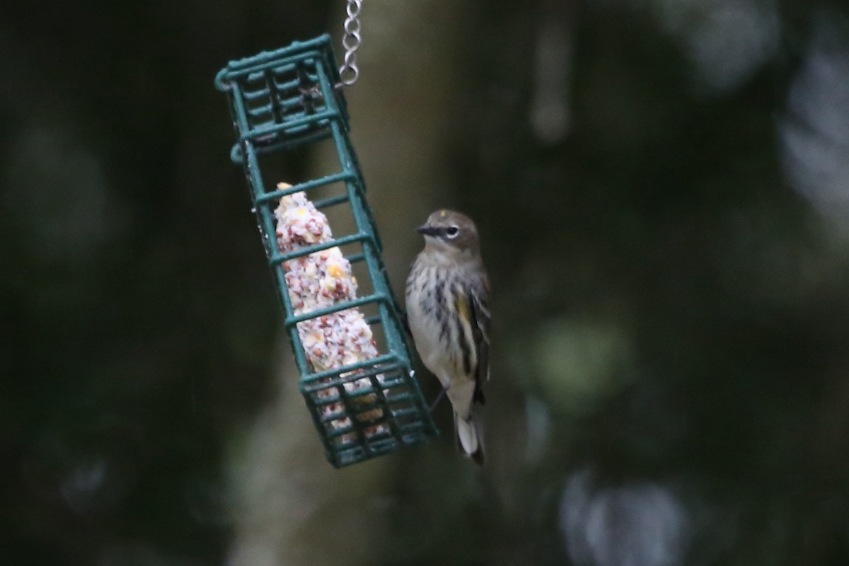 Yellow-rumped Warbler (Myrtle) - ML646614469