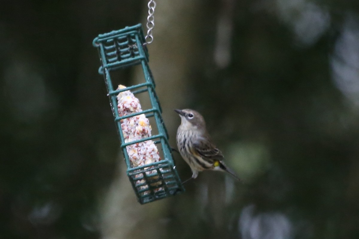 Yellow-rumped Warbler (Myrtle) - ML646614470