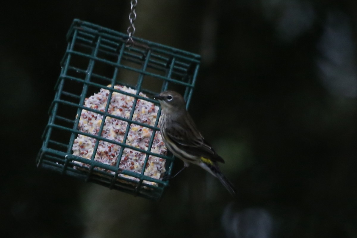 Yellow-rumped Warbler (Myrtle) - ML646614471