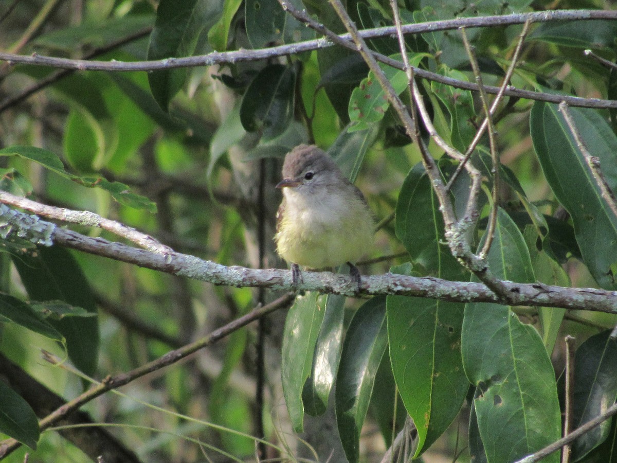 Southern Beardless-Tyrannulet - ML646614472