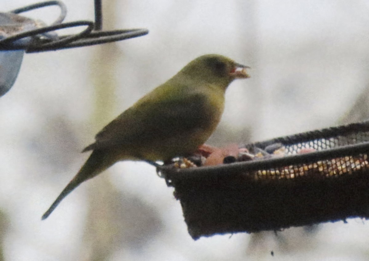 Painted Bunting - ML646614473