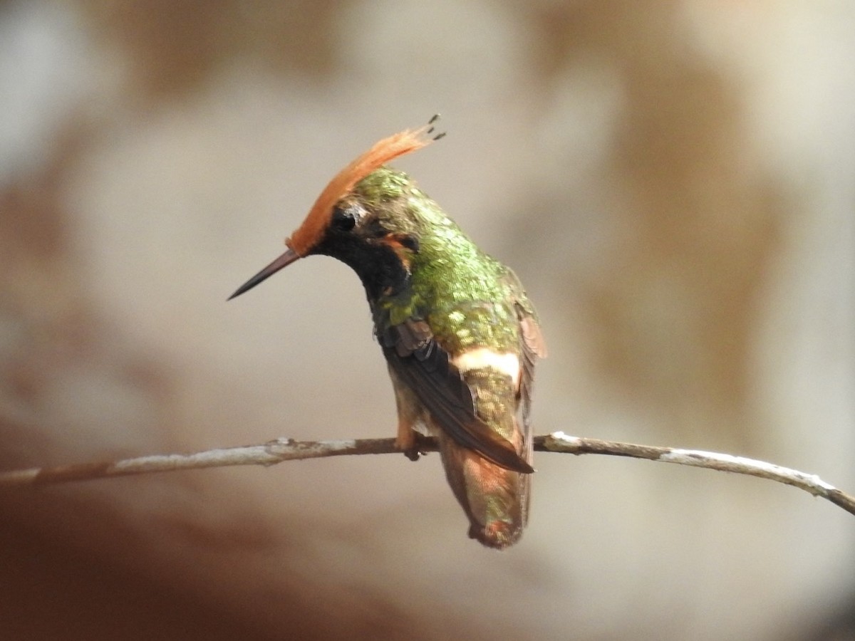 Zierelfe - ML646614474