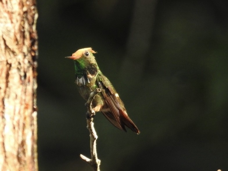 Zierelfe - ML646614475