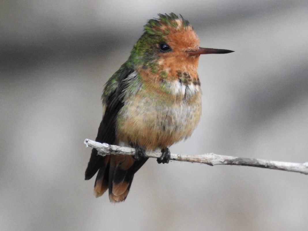 Zierelfe - ML646614476