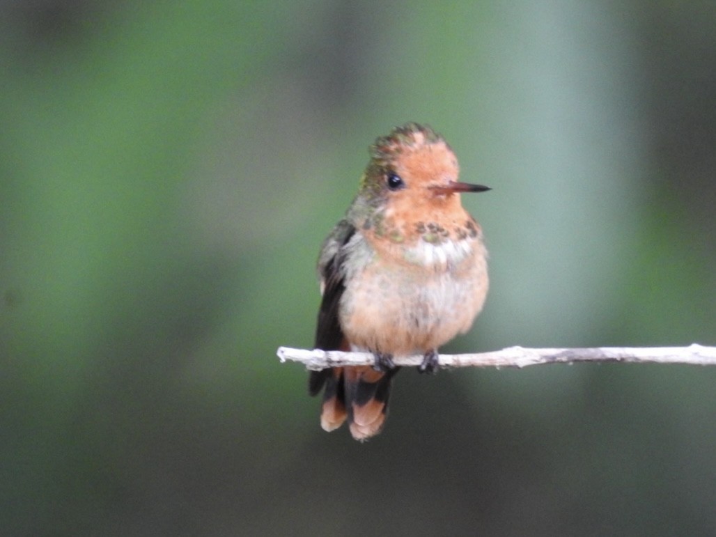 Zierelfe - ML646614477