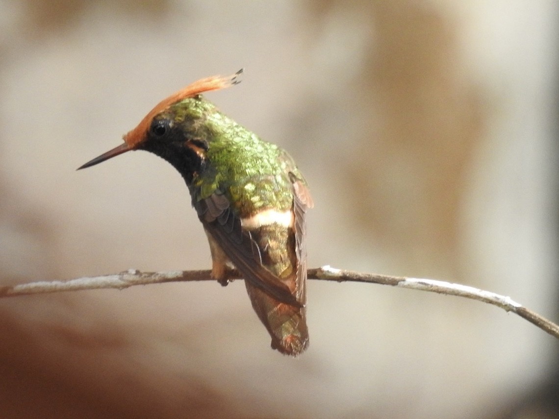 Zierelfe - ML646614478