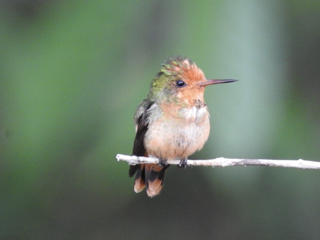 Zierelfe - ML646614479