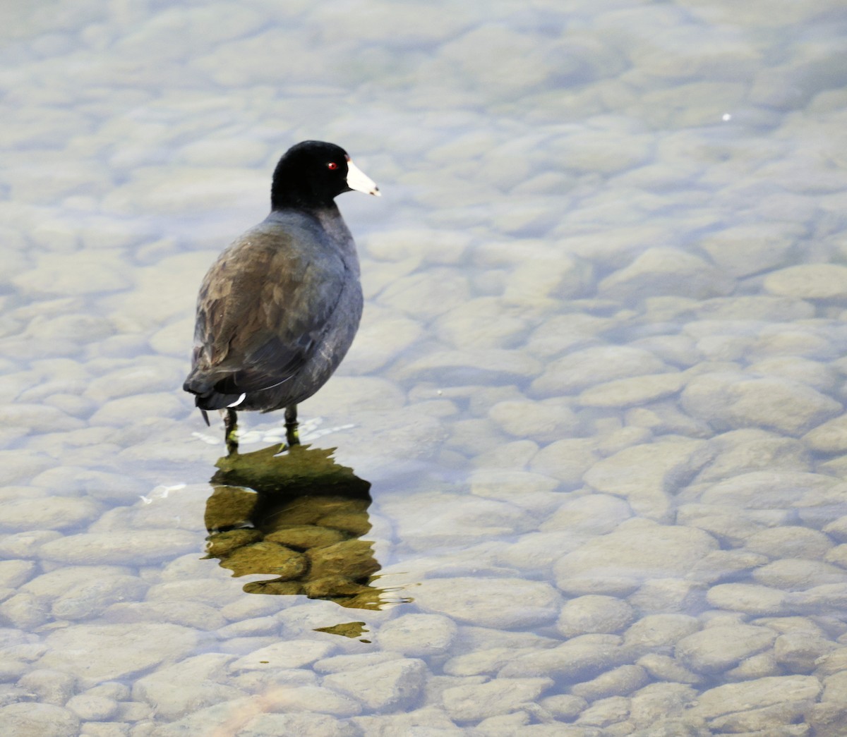 Indianerblässhuhn - ML646614481