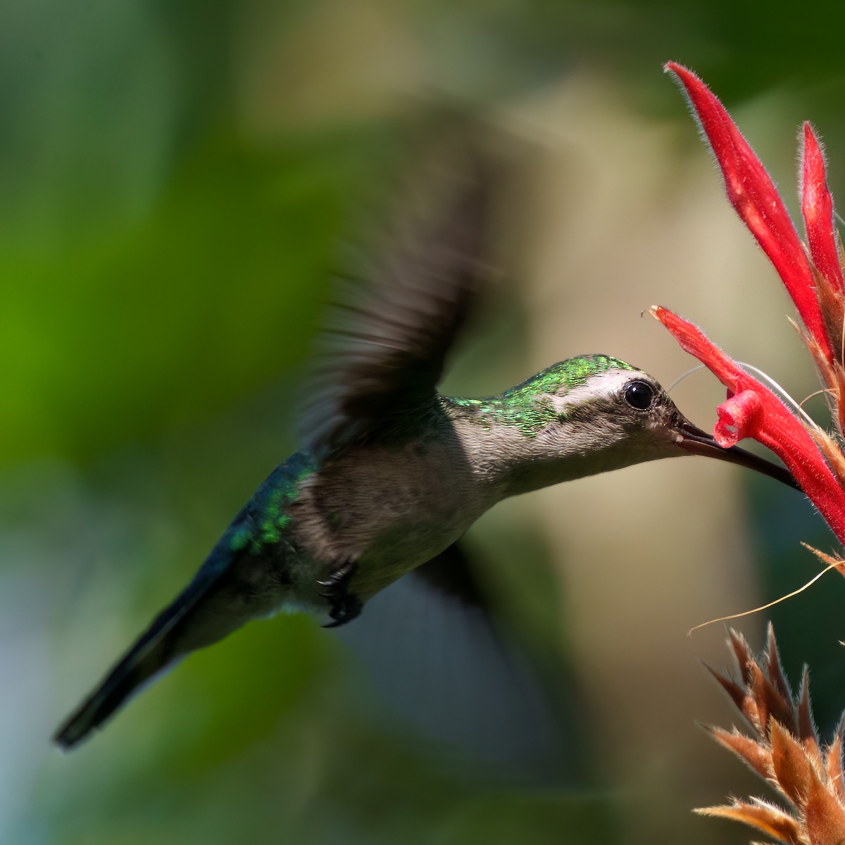 Canivet's Emerald - ML646614484