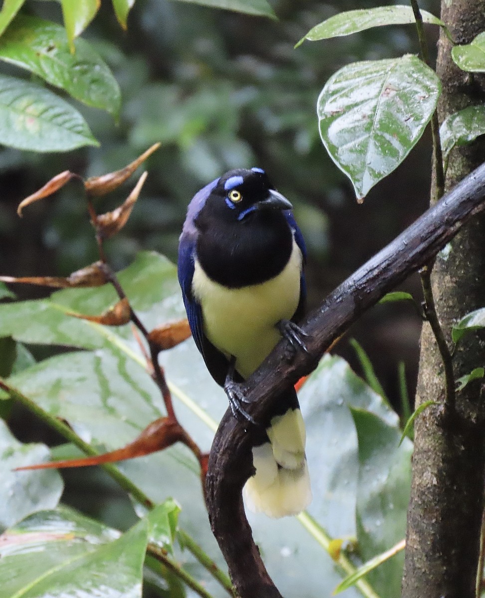 ムナグロルリサンジャク - ML646614486