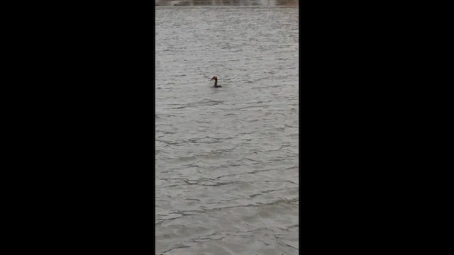 Eider arrunta - ML646614487