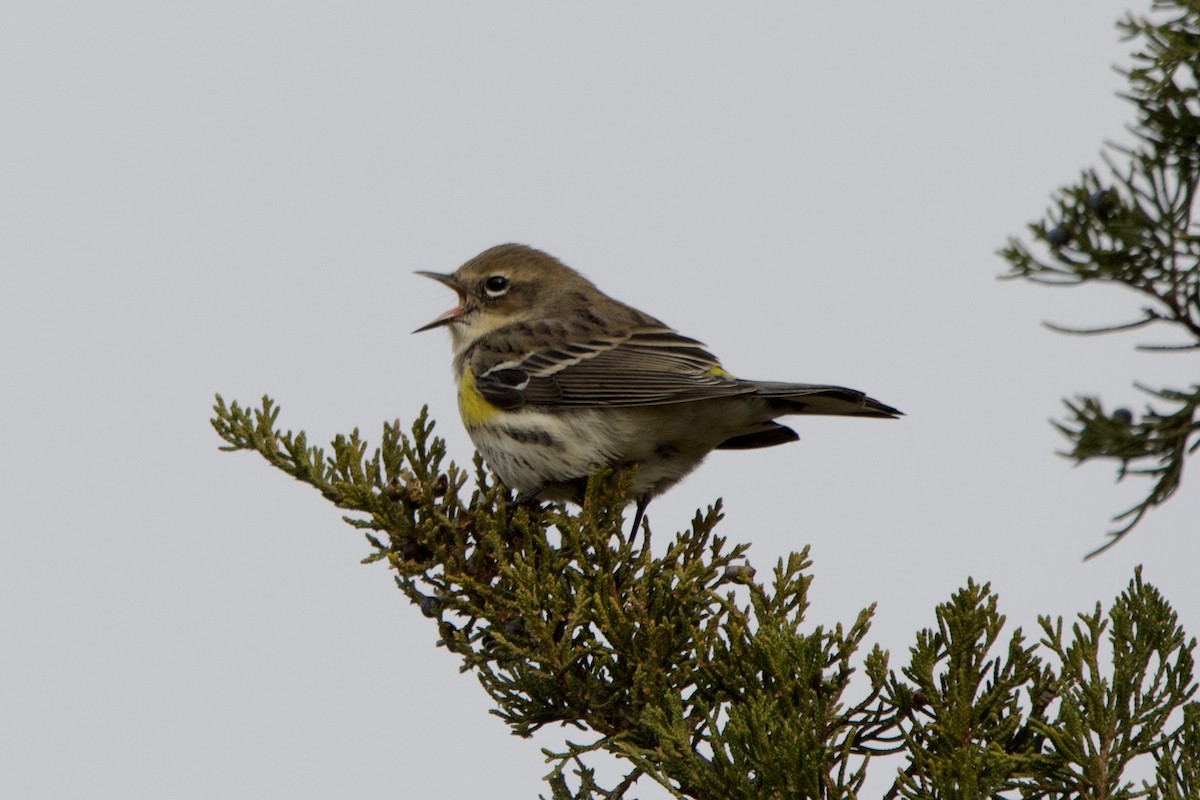 Taçlı Ötleğen - ML646614489