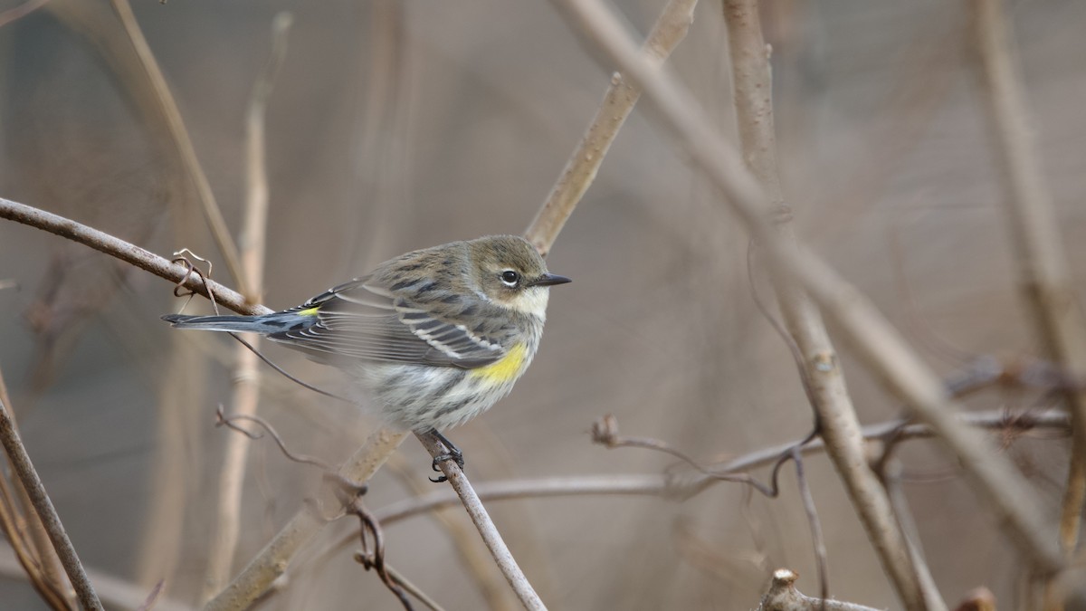 Taçlı Ötleğen - ML646614490