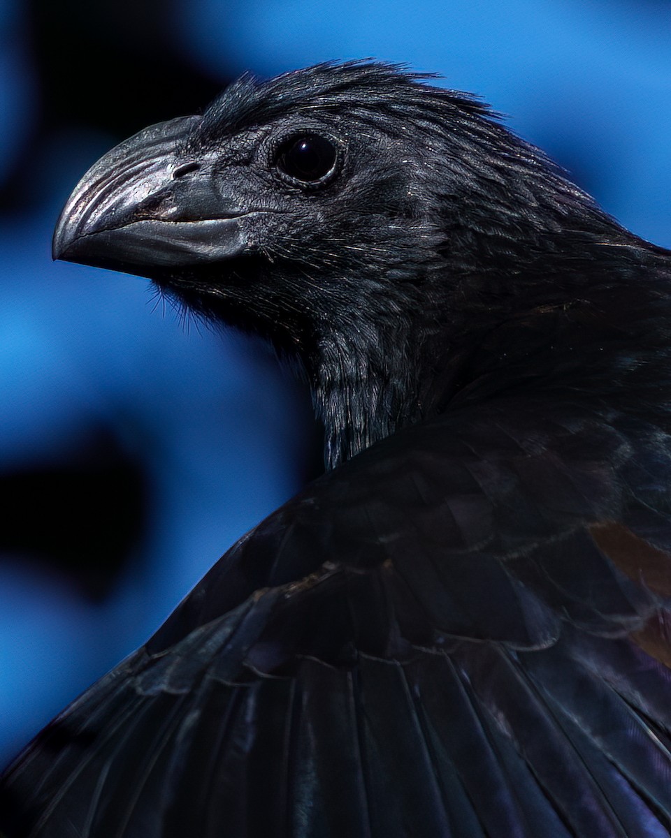 Groove-billed Ani - ML646614491