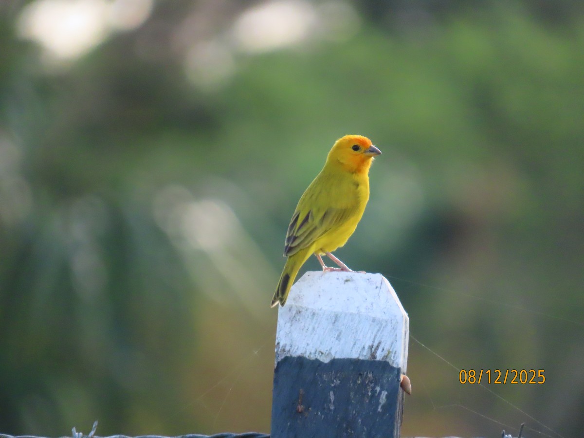 キンノジコ - ML646614492