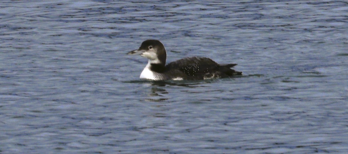 Eistaucher - ML646614493