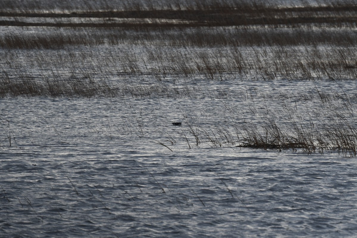 alkoun malý - ML646614494