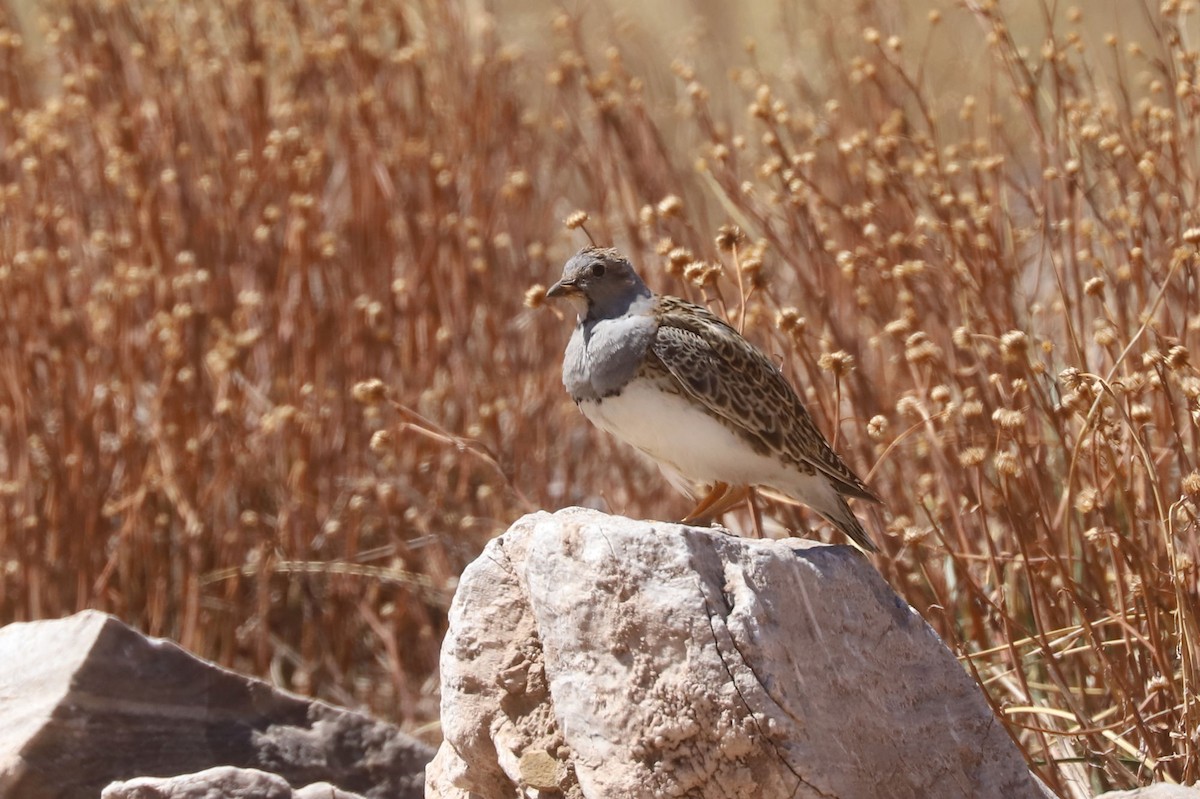 ノドジロヒバリチドリ - ML646614495