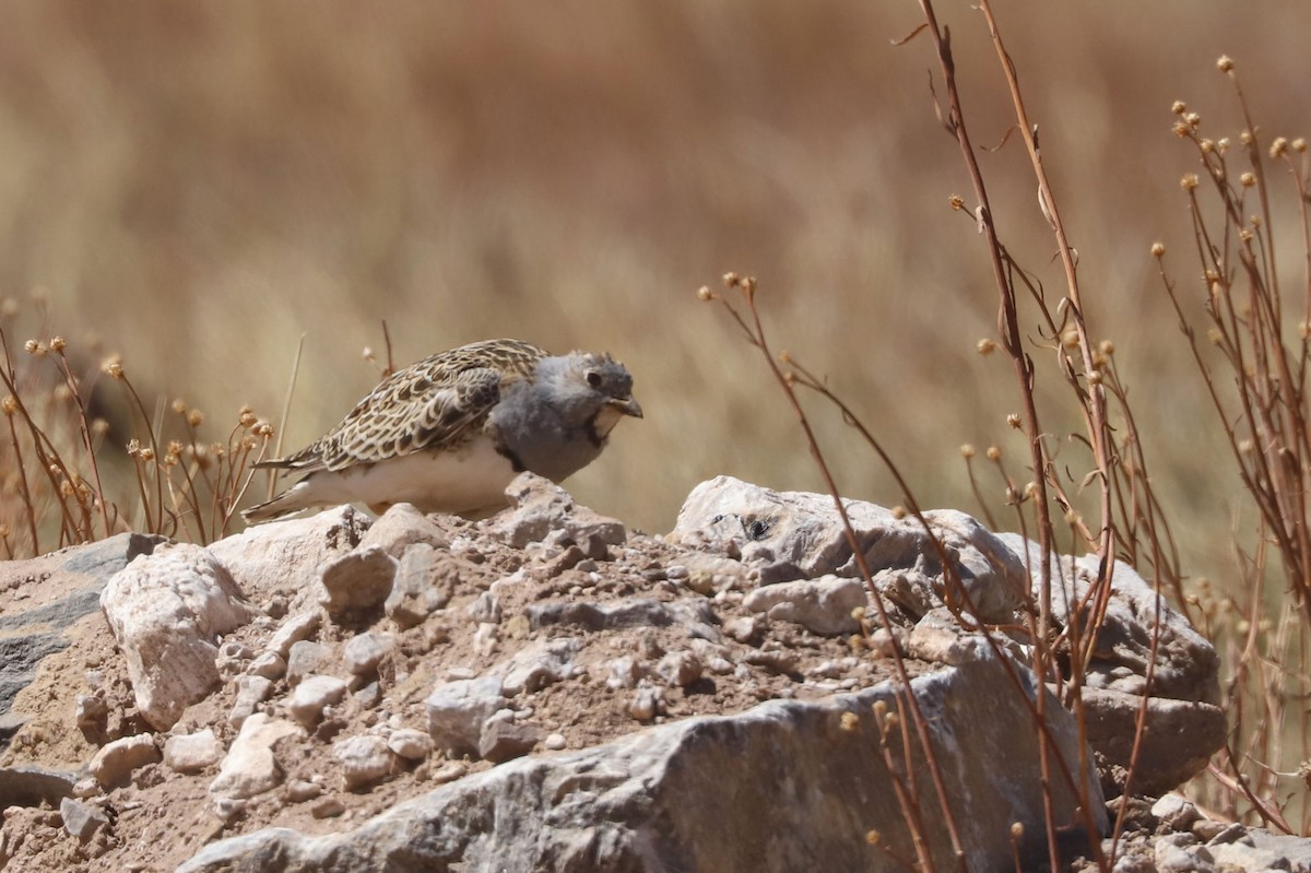 ノドジロヒバリチドリ - ML646614496