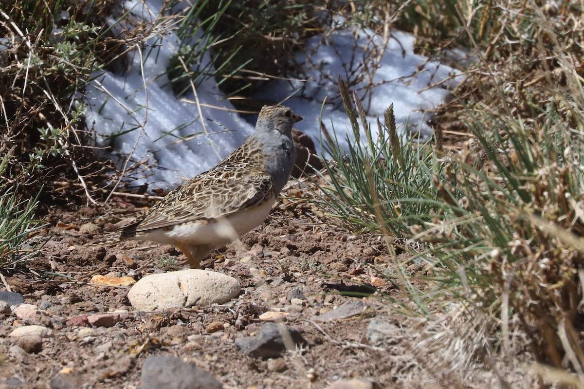 ノドジロヒバリチドリ - ML646614497