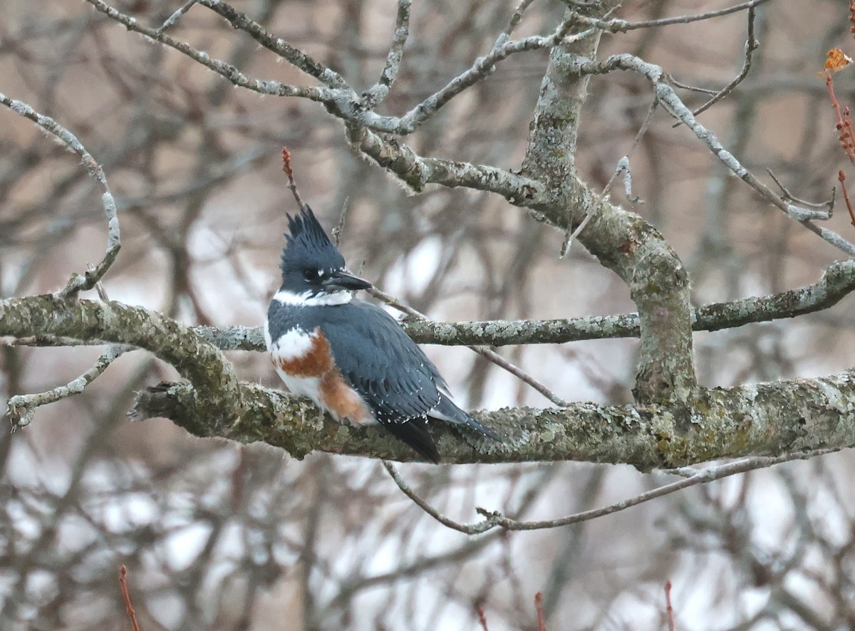 アメリカヤマセミ - ML646614498