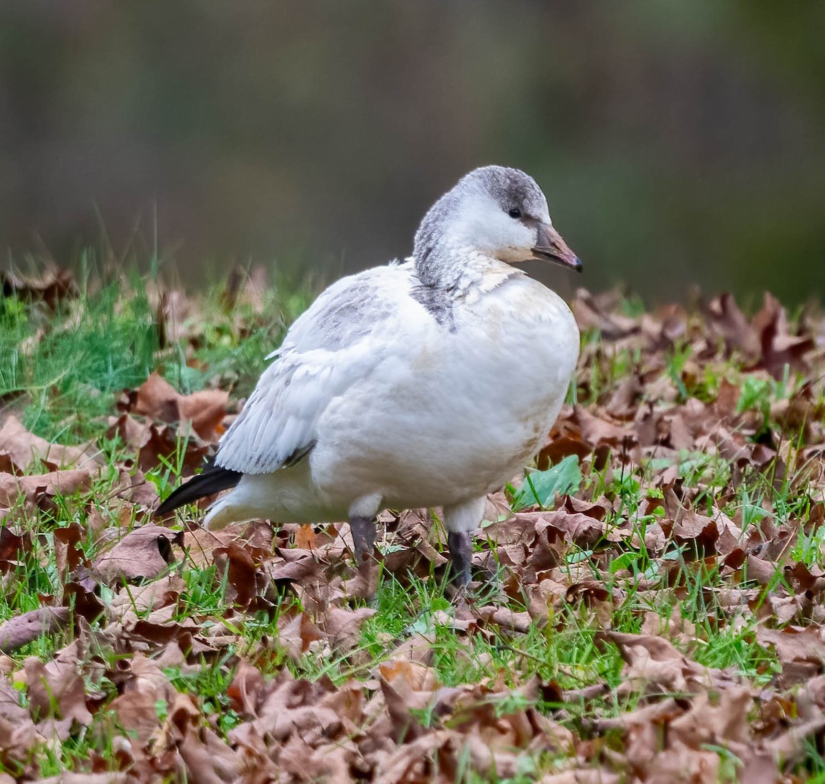 Ross's Goose - ML646614499