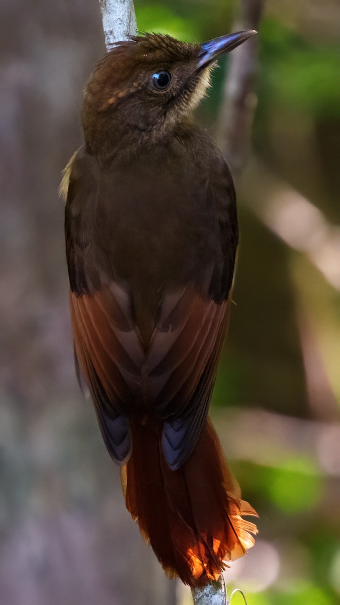 キマユコオニキバシリ - ML646614500