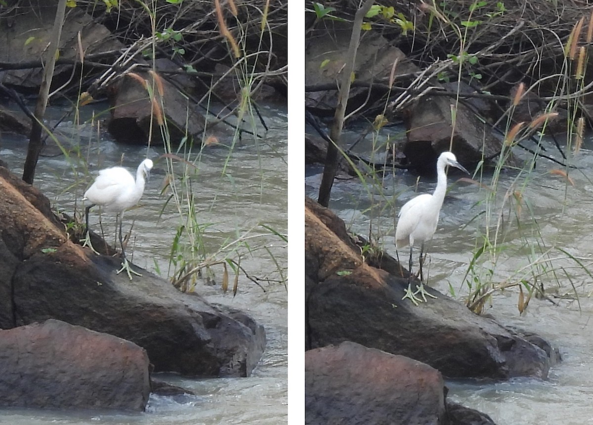 コサギ - ML646614501