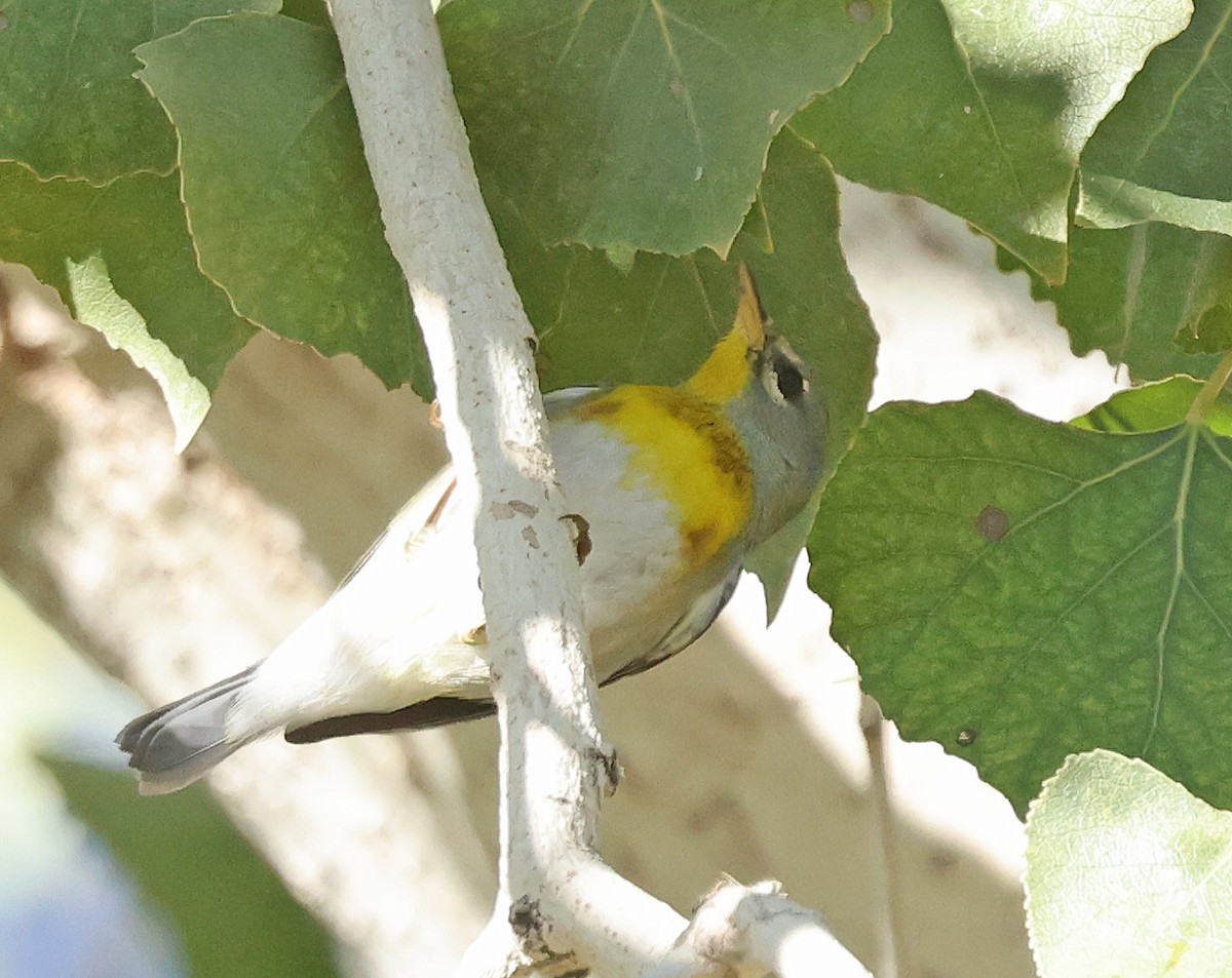 Очковая древесница - ML646614502