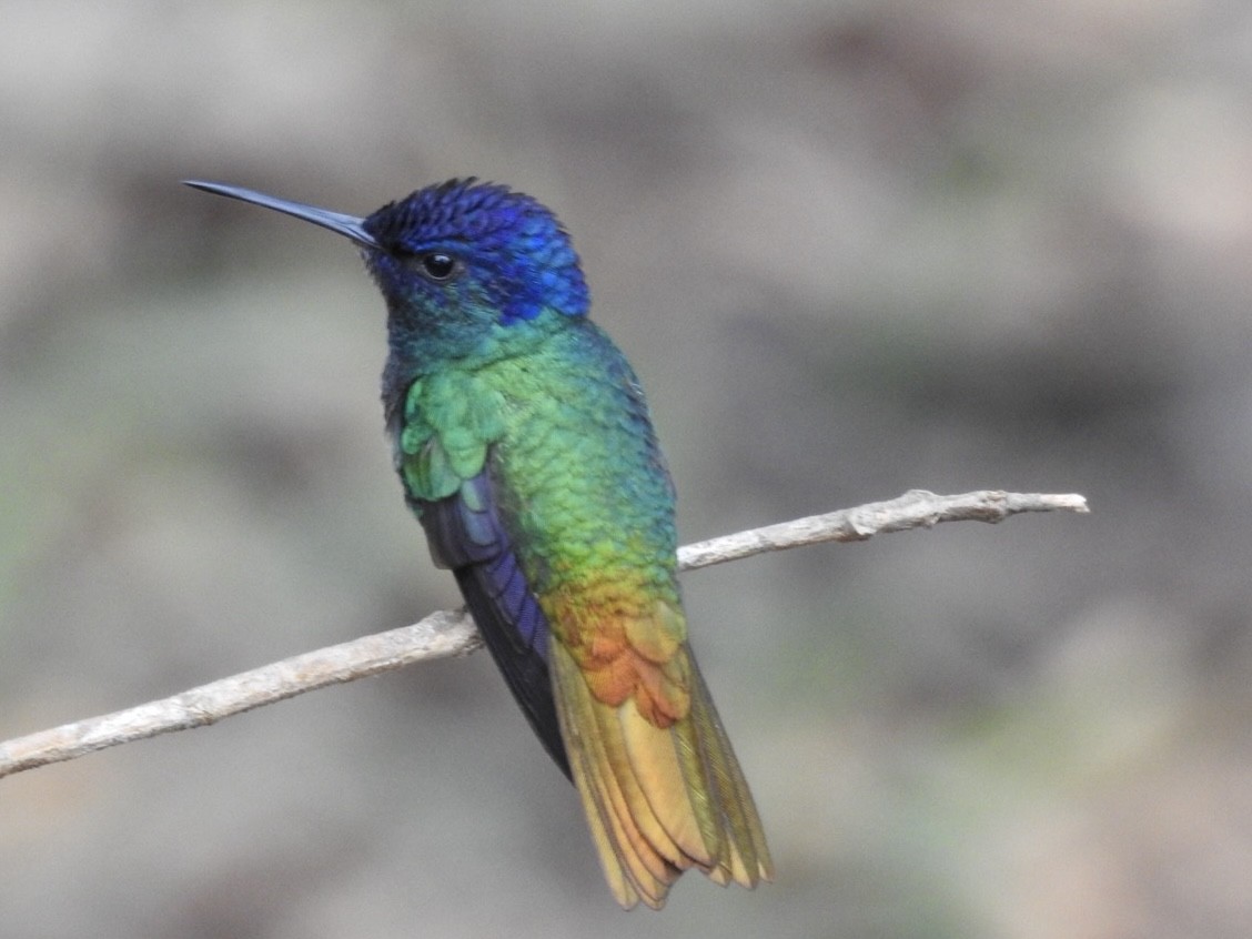 Bronzeschwanz-Saphirkolibri - ML646614503