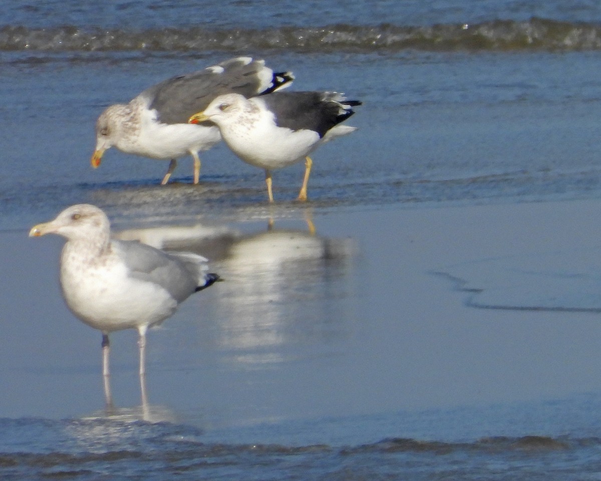 アメリカセグロカモメ - ML646614504