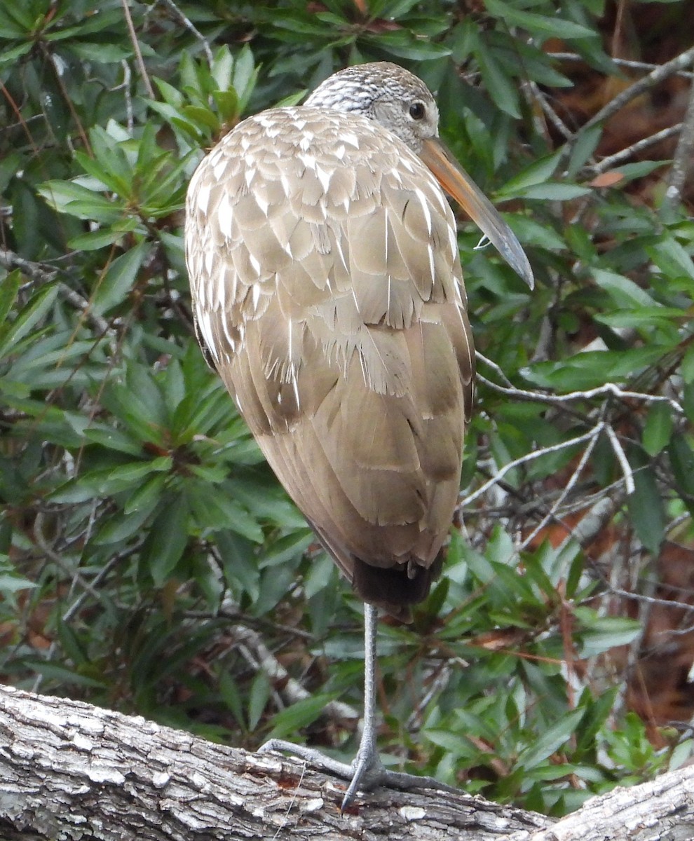 ツルモドキ - ML646614505