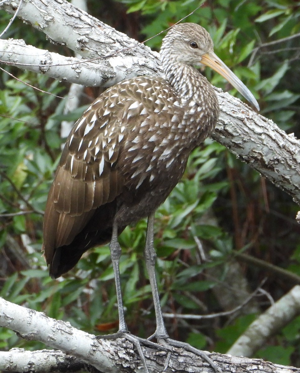 ツルモドキ - ML646614506