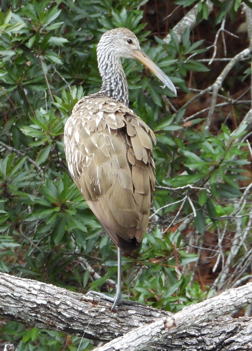 ツルモドキ - ML646614508