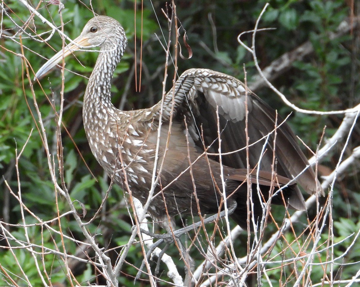 ツルモドキ - ML646614509