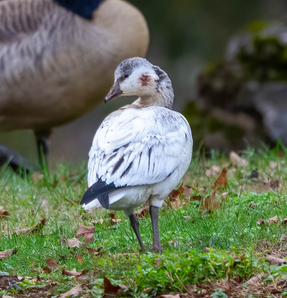 Ross's Goose - ML646614511