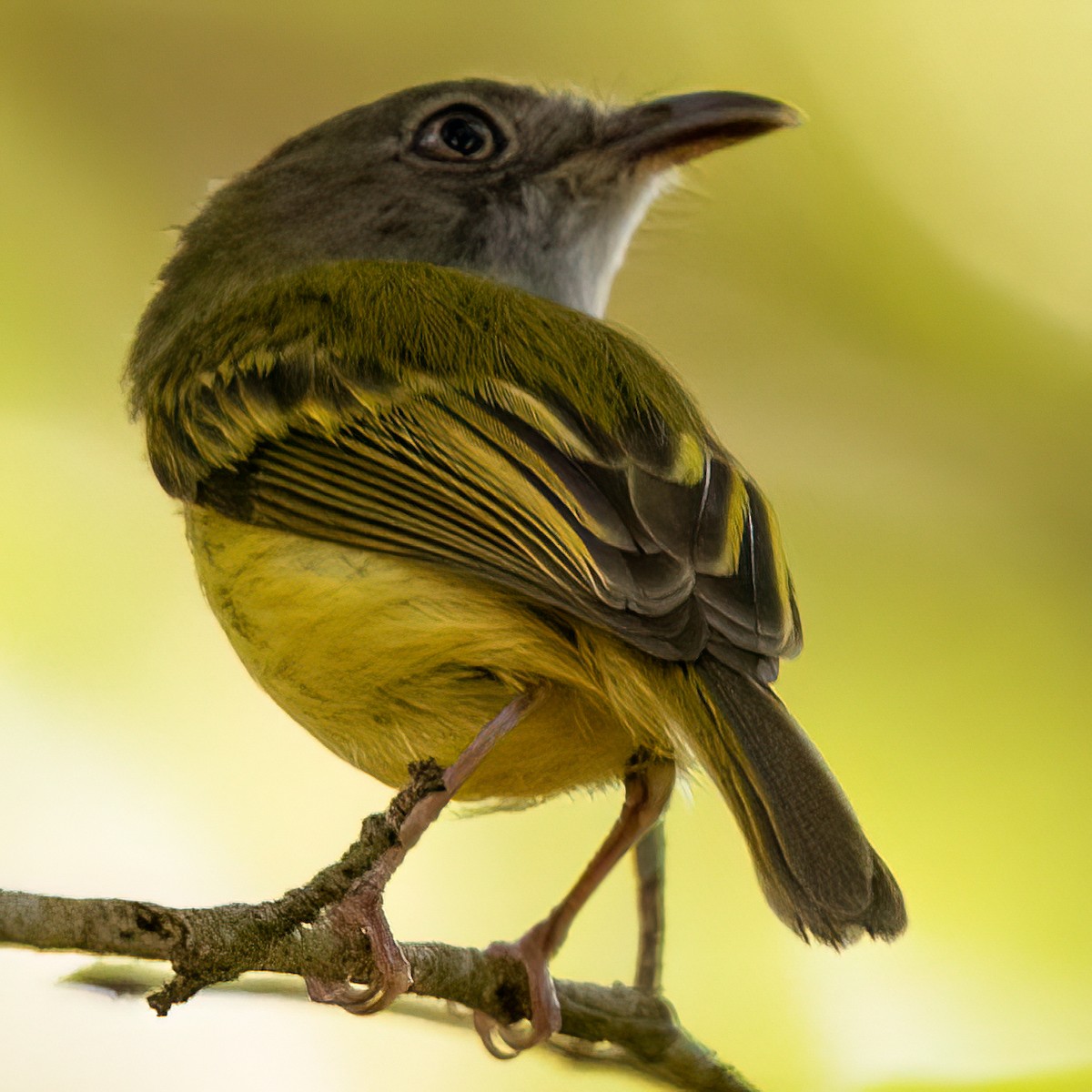 カマハシタイランチョウ - ML646614512