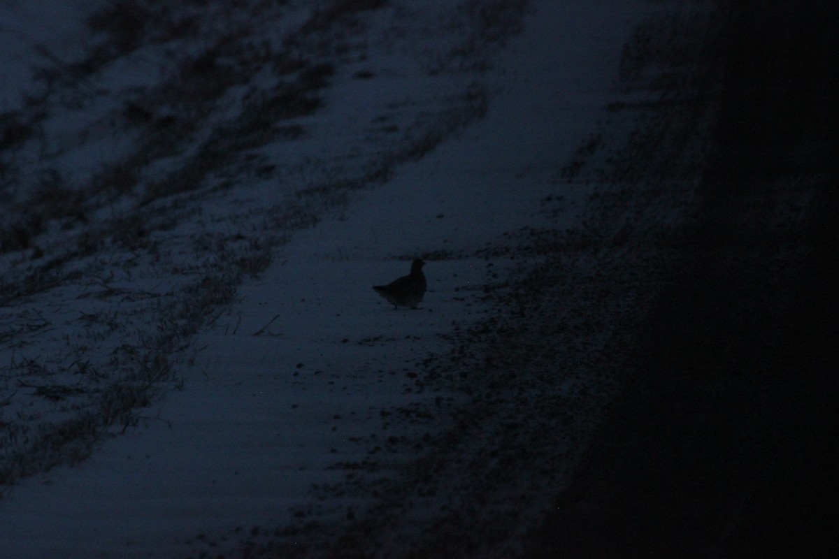 ヨーロッパヤマウズラ - ML646614513