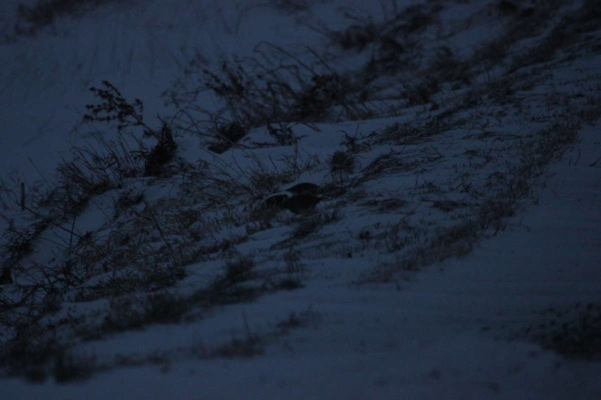 ヨーロッパヤマウズラ - ML646614514